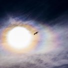 Eagle in the sky 